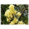 Litsée cubeba BIO HECT