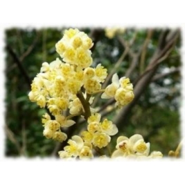 Litsée cubeba BIO HECT