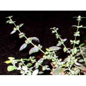 Mélisse naturelle HE reconstituée