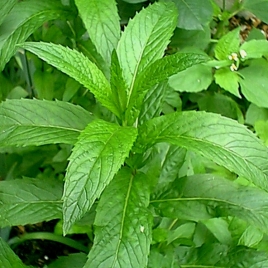 Menthe poivrée BIO HECT