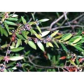 Myrte rouge fe BIO HECT