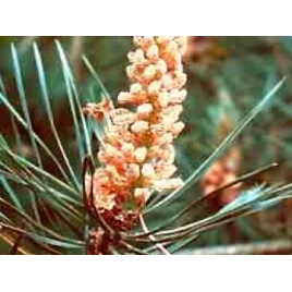 Pin sylvestre BIO HECT
