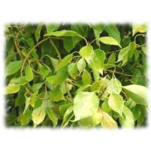 Ravintsara camphrier BIO feuille HECT