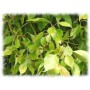 Ravintsara camphrier BIO feuille HECT