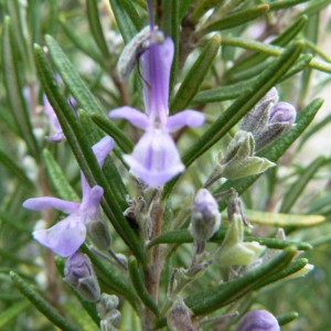 Romarin BIO à Verbénone HECT HEBBD