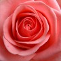 Rose de Damas BIO Hydrolat (eau de rose)