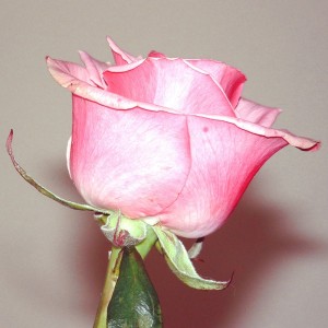 Rose extrait senteur