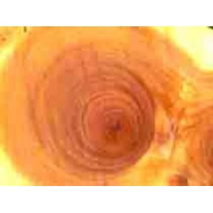 Santal jaune BIO HECT HEBBD