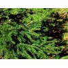 Sapin baumier BIO HECT