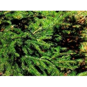 Sapin baumier BIO HECT