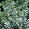 Thym commun BIO à linalol HECT