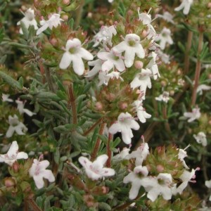 Thym rouge d'Espagne HE
