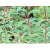 Verveine naturelle HE reconstituée