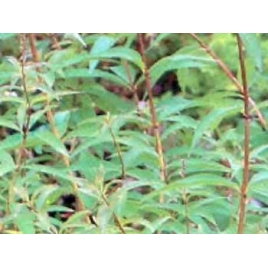 Verveine naturelle HE reconstituée