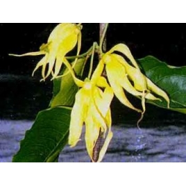 Ylang ylang Extra BIO HECT