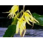 Ylang ylang Extra BIO HECT
