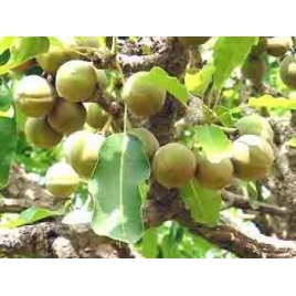 Karité BIO beurre purifié