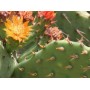 Cactus Nopal fleur