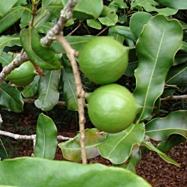 huile végétale de Macadamia BIO 100 ml