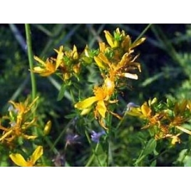 Huile végétale de Millepertuis BIO 100 ml