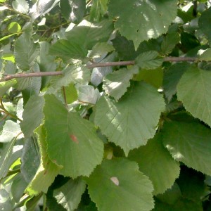 Noisette BIO huile vierge