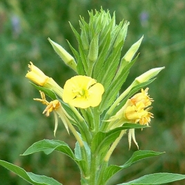 huile végétale d'Onagre BIO 100 ml