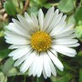 Pâquerette fleur BIO macérât huileux