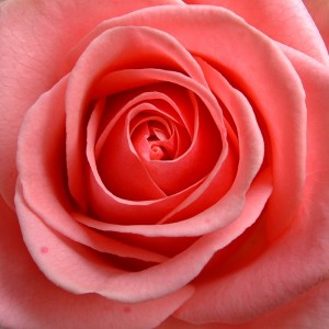 Teinture de Rose  BIO