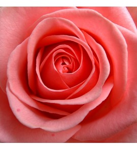 Teinture de Rose  BIO
