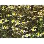 Camomille Matricaire BIO fleur