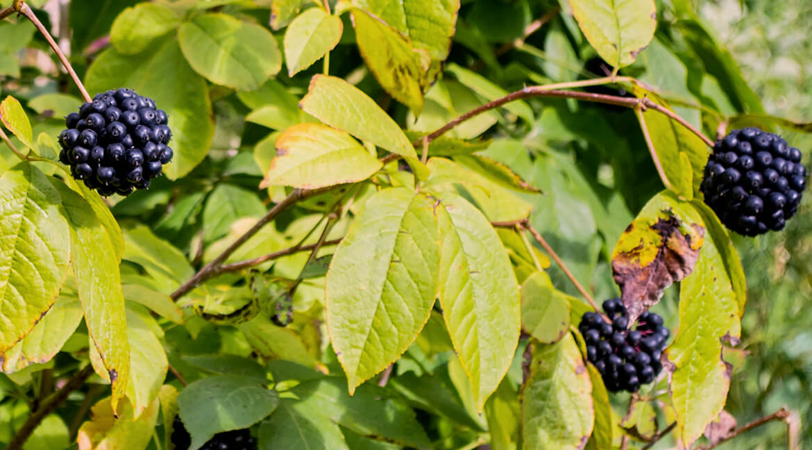 Eleuthérocoque, plante adaptogène