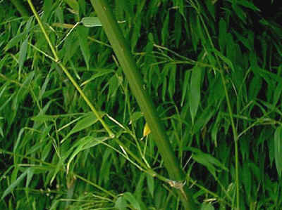 Bambou Tabashir pdre 100g