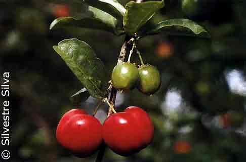 Acerola pdre 280mg 100 gelu