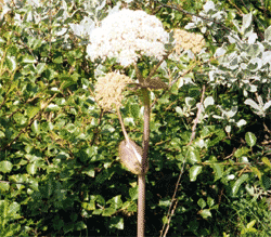 Ang�lique rac pdre 250mg 200 g�lu