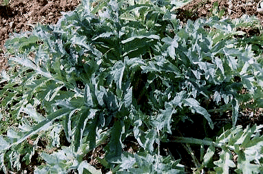 Artichaut pdre 240mg 200 g�lu