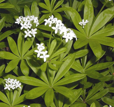 Asp�rule feuilles 50g