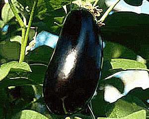 Aubergine pdre 200mg 200 g�lu