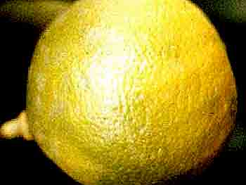Bergamote HE 15ml
