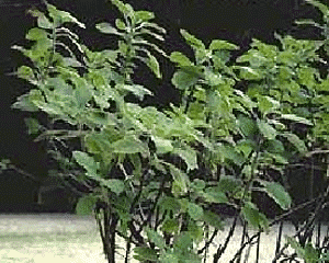 Boldo pdre 200mg 100 g�lu