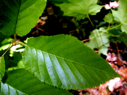 Bouleau blanc feuilles 40g