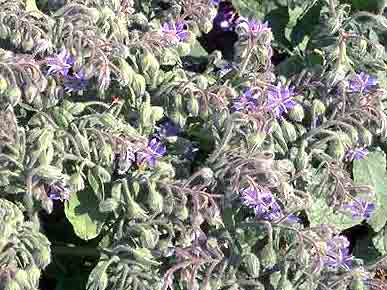 Bourrache somm fleur 50g