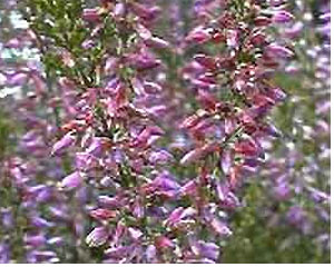 Bruy�re fleurs 75g