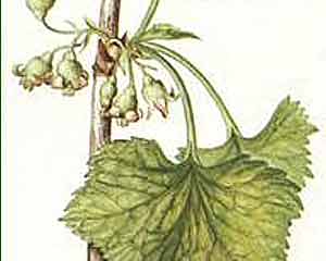 Cassis feuilles 20 infusettes 1.7g