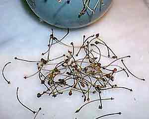 Cerisier p�d pdre 250mg 200 g�lu