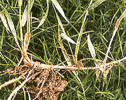 Chiendent rhizome 150g