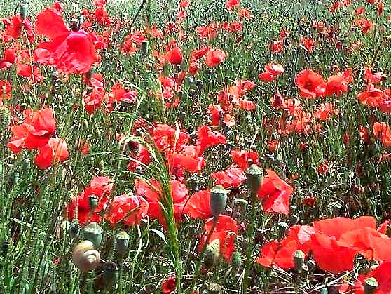 Coquelicot p�tale 60g