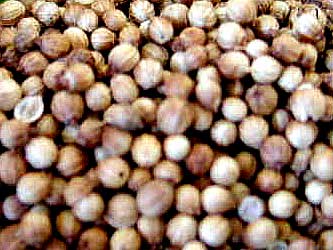 Coriandre fruit poudre 100g