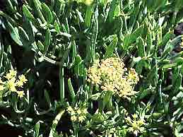 Criste marine 220mg 100 g�lu