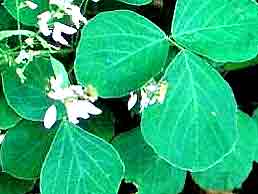 Desmodium pdre 200mg 100 g�lu