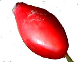 Eglantier cynorrhodon fruit 120g